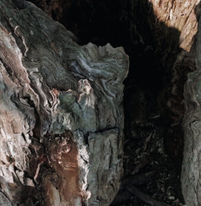 Trance Plantations ‎– Trance Plantations