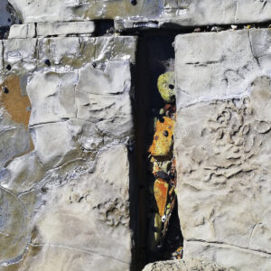 Troth – Oak Corridor