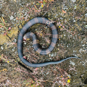 Ex Ponto ‎– In A Quarry…Far, Far Away